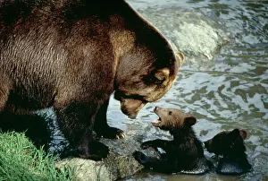 Wildlife Photography Prints: Brown Bear With cubs