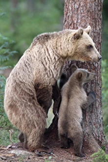 Brown Bear - With young at base of tree Brown Bear - With young at base of tree