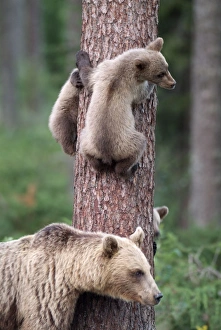 Brown Bear - Young bears clinging on to tree Brown Bear - Young bears clinging on to tree