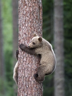 Brown Bear - Young clinging on to tree Brown Bear - Young clinging on to tree