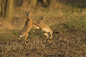 Brown / European Hare - boxing in mating season Brown / European Hare - boxing in mating season