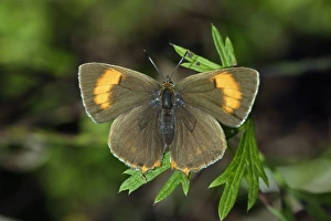Brown Hairstreak Butterfly - resting on plant in garden Brown Hairstreak Butterfly - resting on plant in garden