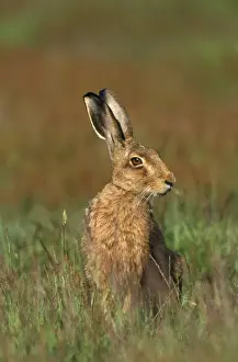 Prints of CK-1793 Brown Hare Lepus capensis Chris Knights Please note that prints are for personal display purposes only and may not be reproduced in any way. Capensis Prints: Brown Hare Print, Lepus capensis