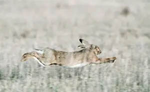 European Brown Hare Print