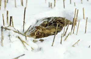 UK Wildlife Photography Prints: Brown Hare In the snow