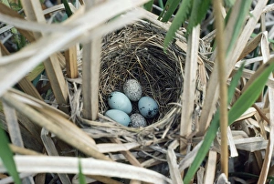Brown-headed Cowbird - 2 eggs in Red-winged Blackbirds nest Brown-headed Cowbird - 2 eggs in Red-winged Blackbirds nest
