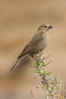 Brown-headed Cowbird - female Brown-headed Cowbird - female