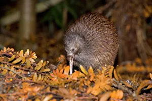 Brown Kiwi - adult one poking in the ground with its long beak searching for food in native Kauri forest with fallen Brown Kiwi - adult one poking in the ground with its long beak searching for food in native Kauri forest with fallen