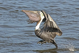 Brown Pelican, landing on water. Pouch full of baitfish Brown Pelican, landing on water. Pouch full of baitfish