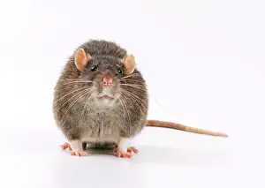 Prints of JD-13556 Brown / Common / Norway RAT - facing Images Dated 2010 November: Brown Rat Print (Rattus norvegicus) - Studio Portrait