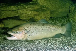 Wildlife Photography Prints: Brown Trout