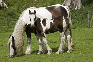 Images Dated 20th June 2007: Brown and white piebald horse grazing with young foal North Yorkshire Moors UK