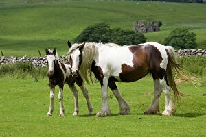 Images Dated 20th June 2007: Brown and white piebald horse with young foal North Yorkshire Moors UK