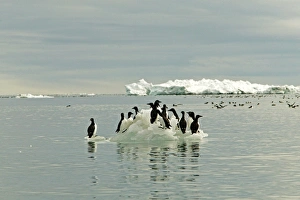 Brunnichs Guillemot - Standing on icefloe Brunnichs Guillemot - Standing on icefloe