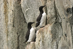 Brunnichs Guillemot / Thick-billed Murre - two on cliff edge Brunnichs Guillemot / Thick-billed Murre - two on cliff edge