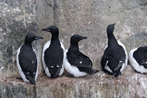 Brunnichs Guillemot / Thick-billed Murre - group on cliff edge Brunnichs Guillemot / Thick-billed Murre - group on cliff edge