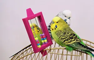Prints of AP-1555 Budgerigar - with toys on cage Dennis Avon Please note that prints are for personal display purposes only and may not be reproduced in any way. Images Dated 18th August 2008: Budgerigar AP-1555 Print