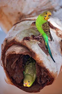 Budgerigar - adult sitting on a hollow eucalypt tree branch in which the nest with it' Budgerigar - adult sitting on a hollow eucalypt tree branch in which the nest with it'