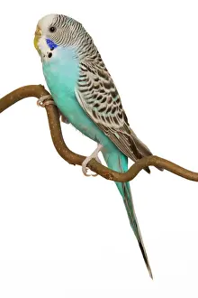 Prints of LA-4430 Budgerigar - on perch Jean Michel Labat Please note that prints are for personal display purposes only and may not be reproduced in any way. P Prints: Budgerigar Print on Perch