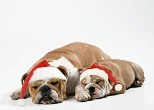 Bulldog - asleep with puppy wearing Christmas hats Bulldog - asleep with puppy wearing Christmas hats