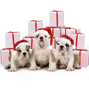 Bulldog Puppies - sitting with Christmas presents, wearing Christmas hats Bulldog Puppies - sitting with Christmas presents, wearing Christmas hats