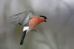 Bullfinch - male approaching bird table in winter, showing aggressive behaviour Bullfinch - male approaching bird table in winter, showing aggressive behaviour