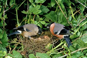 Bullfinch - male & female pair at nest with young Bullfinch - male & female pair at nest with young