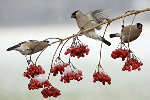 Bullfinches - Females feeding on berries of Guelder Rose in garden, showing agressive behaviour, winter Bullfinches - Females feeding on berries of Guelder Rose in garden, showing agressive behaviour, winter