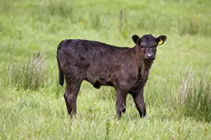 UK Farm Animals Prints: Bullock - Cornwall - UK