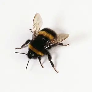 John Daniels Wildlife Photography Prints: Bumble Bee