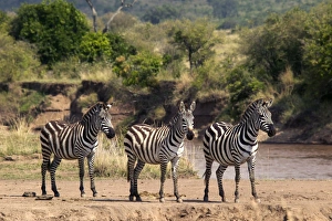 Burchells / Common / Plains Zebra - Three standing together Burchells / Common / Plains Zebra - Three standing together