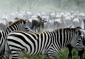 Burchells / Plains / Common Zebras and Wildebeests (Connochaetes taurinus) - On migration Burchells / Plains / Common Zebras and Wildebeests (Connochaetes taurinus) - On migration