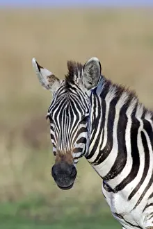 Black And White Stripes Prints: Burchell's Zebra