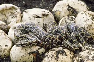 Burmese Python Hatchling Print