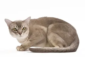 White Background Cat Photos Prints: Burmilla Cat - in studio
