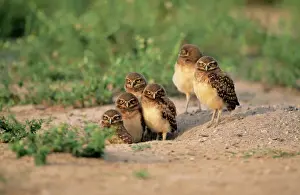 Prints of FG-10431 Burrowing Owl - six on ground Athene cunicularia Francois Gohier Please note that prints are for personal display purposes only and may not be reproduced in any way. Burrowing Owl Prints: Burrowing Owl Print - Athene cunicularia