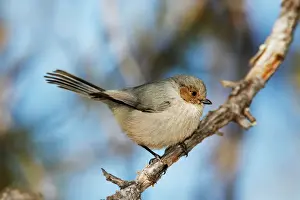 Prints of JZ-2524 Bushtit USA Psaltriparus minimus Jim Zipp Please note that prints are for personal display purposes only and may not be reproduced in any way. Bushtits Prints: Bushtit Print, Psaltriparus minimus