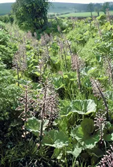 Plant Photography Prints: Butterbur