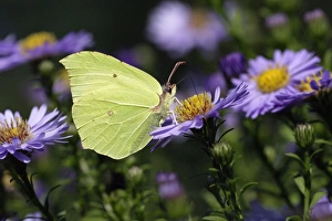 Butterfly, Brimstone - on Aster blosssom in garden Butterfly, Brimstone - on Aster blosssom in garden