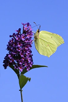 Butterfly, Brimstone - on Buddleia blosssom in garden Butterfly, Brimstone - on Buddleia blosssom in garden