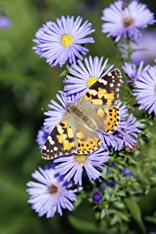 Butterfly, Painted Lady - feeding on autumn flowering aster blossom in garden Butterfly, Painted Lady - feeding on autumn flowering aster blossom in garden