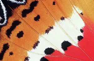 BUTTERFLY WING - close-up of wing BUTTERFLY WING - close-up of wing