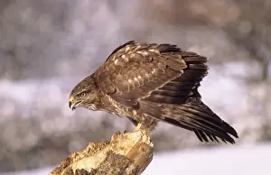 Nature Photography Artwork Prints: Buzzard - calling
