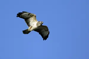 Wildlife Art For Home Decor Prints: Buzzard - hovering in wind Lower Saxony, Germany