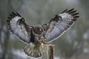 Buzzard - Landing on field post in winter Buzzard - Landing on field post in winter