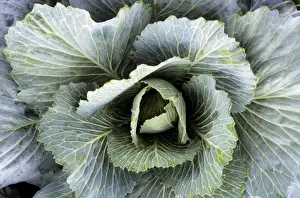 Edible Vegetables Prints: Cabbage