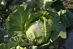 Brassica Oleracea Prints: Cabbage - in vegetable garden
