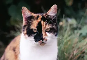 Personalized Home Decor Prints: Calico Cat