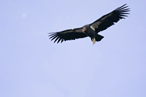 California Condor - soaring on thermals California Condor - soaring on thermals