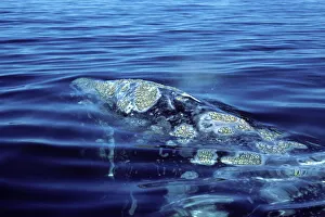 California Grey Whale - Close-up of head area, showing blowholes, and patches of barnacles California Grey Whale - Close-up of head area, showing blowholes, and patches of barnacles